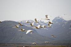 Singschwan (16 von 16).jpg